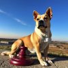 Asesoría de Abogados de Mordedura de Perro en Kansas